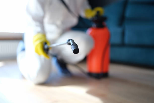 Professional Mold Removal in Springdale, AR